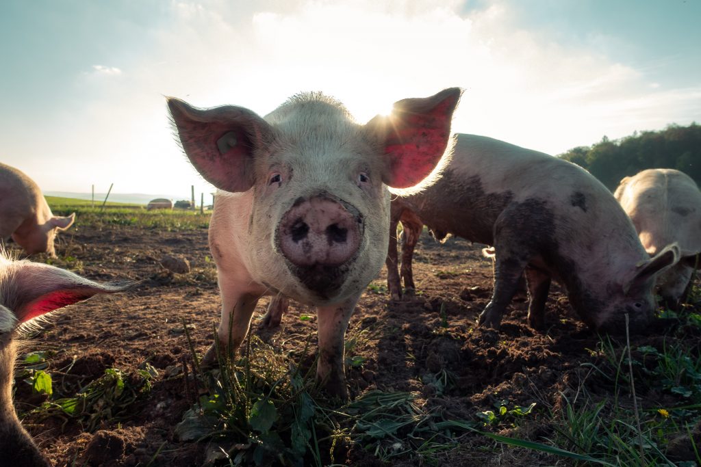 cochons au cochon sans frontière