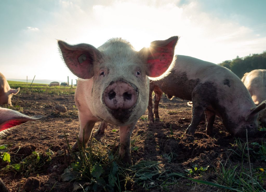 cochons au cochon sans frontière